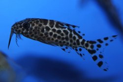 Synodontis batensoda