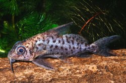 Synodontis batensoda