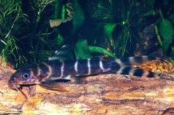 Synodontis brichardi