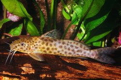 Synodontis camelopardalis - Click for species page