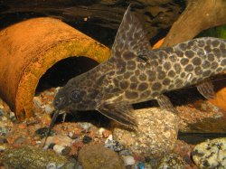 Synodontis camelopardalis