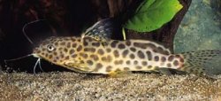 Synodontis caudalis