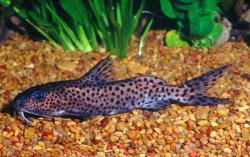 Synodontis cf. multimaculatus - Click for species page