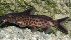 Synodontis cf. polli(1)