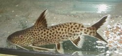 Synodontis cf. polli(2) - Click for species page
