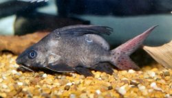 Synodontis clarias