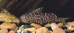 Synodontis comoensis - Click for species page