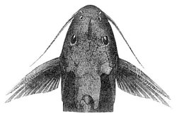 Synodontis cuangoanus