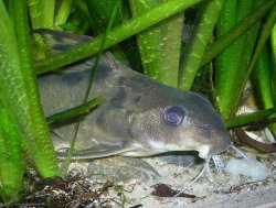 Synodontis decorus