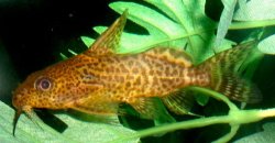 Synodontis dorsomaculatus