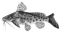 Synodontis dorsomaculatus