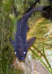 Synodontis eupterus