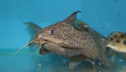 Synodontis eupterus