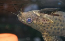 Synodontis eupterus