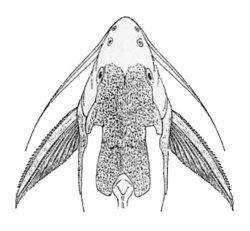 Synodontis geledensis