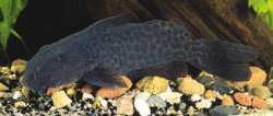 Synodontis gobroni - Click for species page