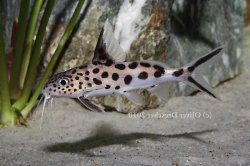 Synodontis grandiops - Click for species page