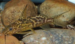 Synodontis greshoffi