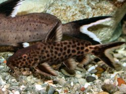 Synodontis irsacae