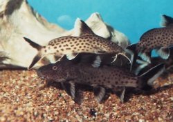 Synodontis irsacae