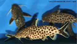 Synodontis irsacae