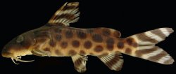 Synodontis katangae - Click for species page