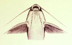 Synodontis khartoumensis