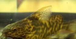 Synodontis koensis