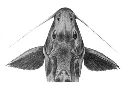 Synodontis laessoei