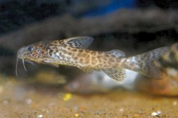 Synodontis leopardinus - Click for species page