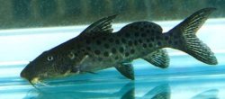 Synodontis longirostris