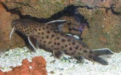 Synodontis lucipinnis