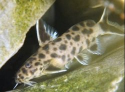 Synodontis lucipinnis