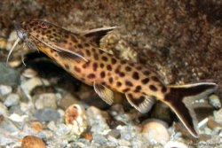 Synodontis lucipinnis