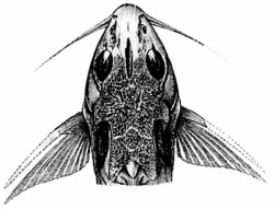 Synodontis macrophthalmus