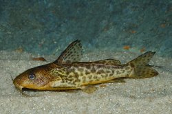 Synodontis macrostigma - Click for species page