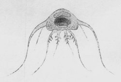 Synodontis multimaculatus