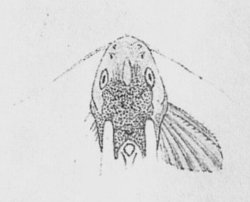 Synodontis multimaculatus