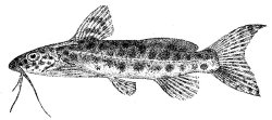 Synodontis multimaculatus