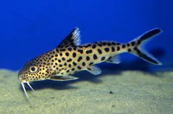 Synodontis multipunctatus - Click for species page
