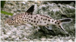 Synodontis multipunctatus