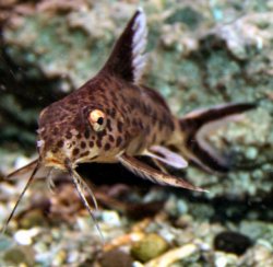 Synodontis multipunctatus