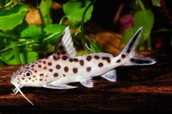 Synodontis multipunctatus