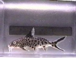 Synodontis multipunctatus