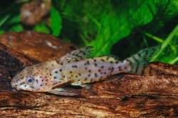 Synodontis nigrita - Click for species page