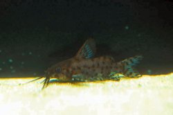 Synodontis nigrita