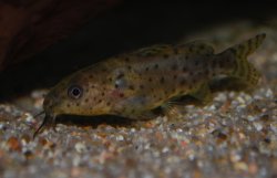 Synodontis nigrita