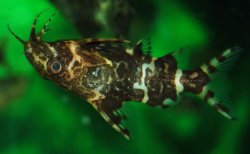 Synodontis nigriventris