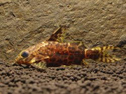 Synodontis nigriventris