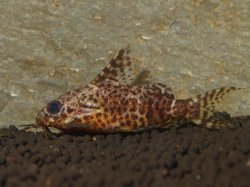 Synodontis nigriventris